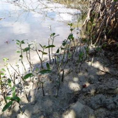 Improving the Environment: Planting Mangroves
