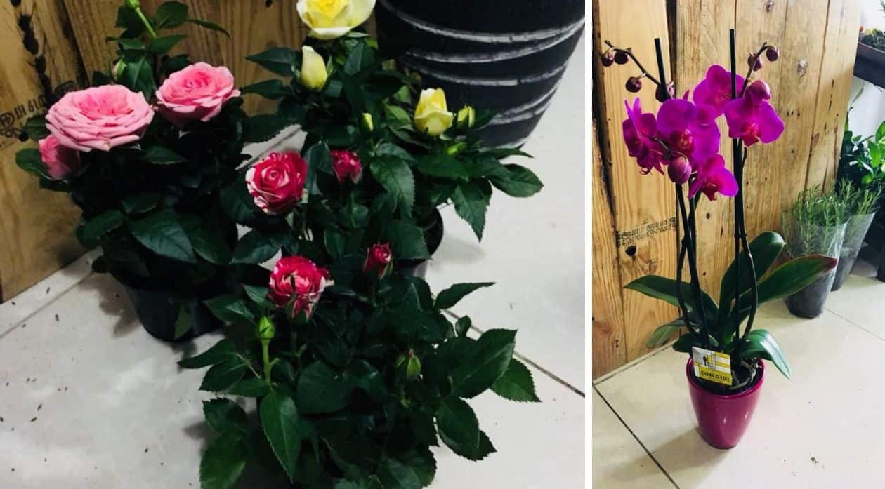 St. Maarten StMartin Island Information Portal Mooi Flowers